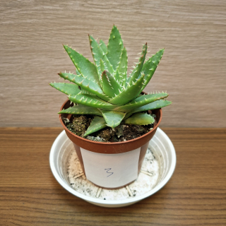 Aloe Brevifolia č3