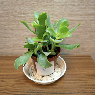 Crassula Arborescens č1