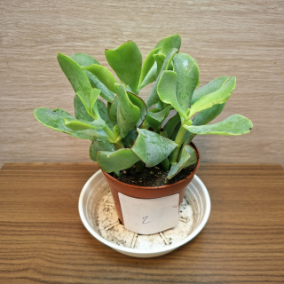 Crassula Arborescens č2