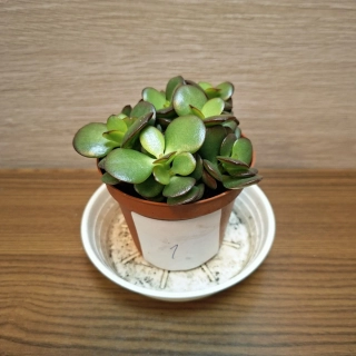 Crassula Ovata Minor č1