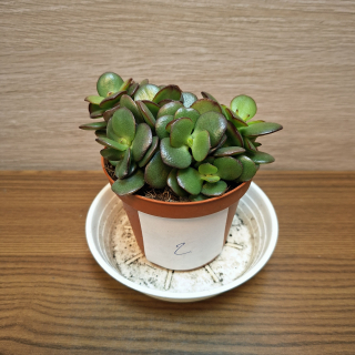 Crassula Ovata Minor č2