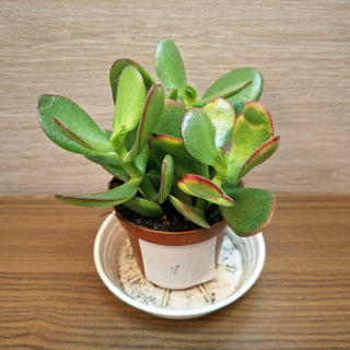 Crassula Ovata Sunset č1