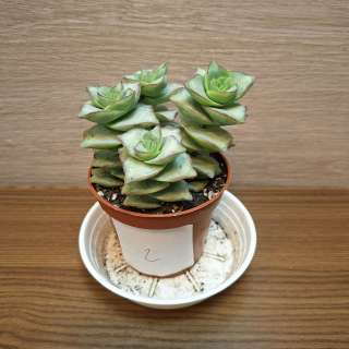 Crassula Rupestris Tom Thumb č2