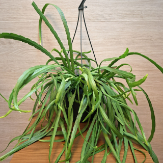 Lepismium Bolivianum č1