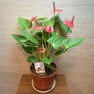 Anthurium Andreanum Adios
