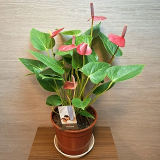 Anthurium Andreanum Adios