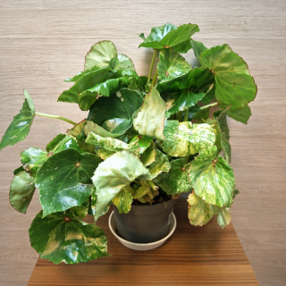 Begonia Conchifolia Rouge Variegata