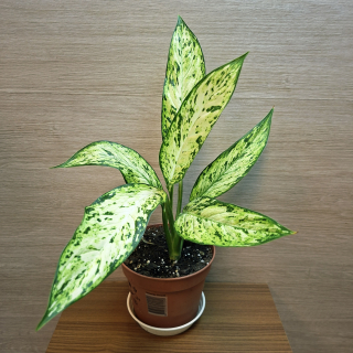 Dieffenbachia Vesuvius č1