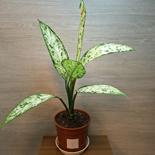 Dieffenbachia Vesuvius č2