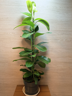 Ficus Microcarpa Smile