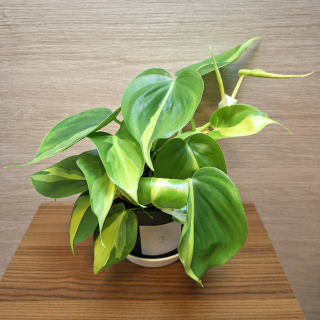 Philodendron Brasil č3