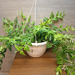 Hoya Bella "XL" č1