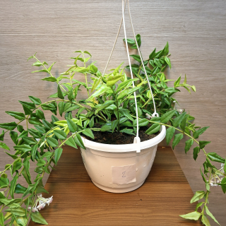 Hoya Bella "XL" č2