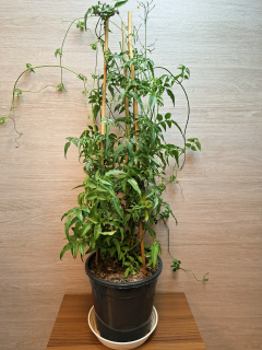 Jasminum Polyanthum "XL"