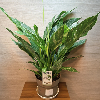 Spathiphyllum Diamond Variegata "XL" č1