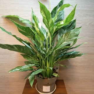 Spathiphyllum Diamond Variegata "XL" č2