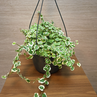 Ficus Pumila White Sunny
