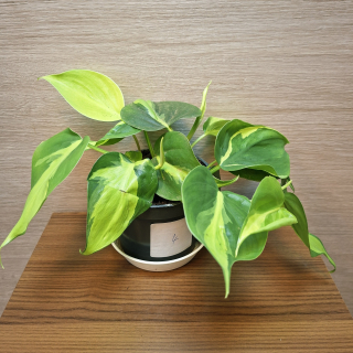 Philodendron Brasil č4