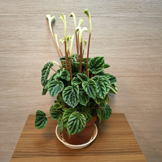 Peperomia Caperata Lilian