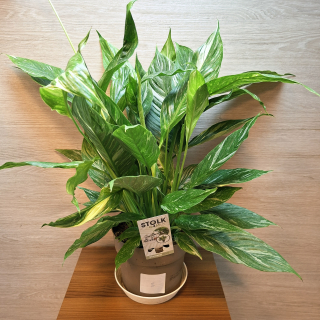 Spathiphyllum Diamond Variegata "XL" č3