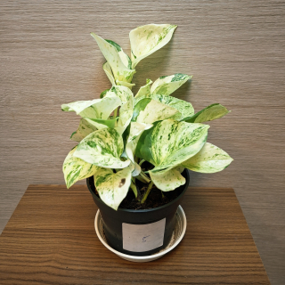 Epipremnum Pinnatum Happy Leaf č5