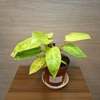 Philodendron Painted Lady č3
