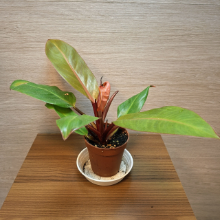Philodendron Cherry Red