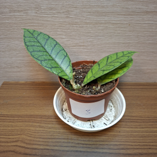 Hoya Callistophylla č3