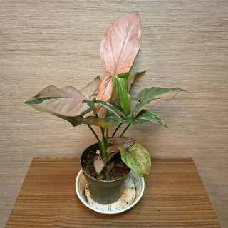 Syngonium Pink Splash