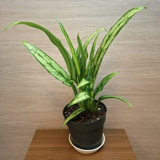 Aglaonema Cutlas "L"