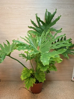 Philodendron Lickety Split