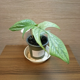 Monstera Amydrium Medium Silver č1