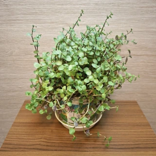 Callisia Repens č1
