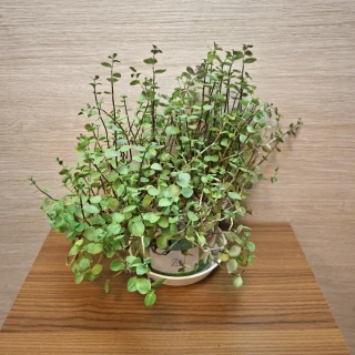 Callisia Repens č2