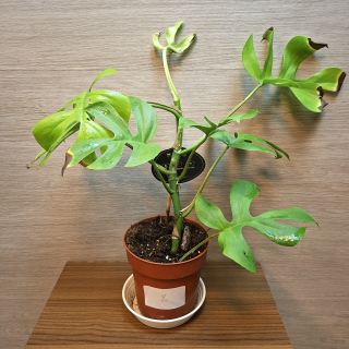 Rhaphidophora Tetrasperma Goldrush č2
