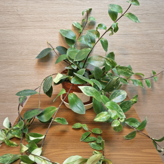 Aeschynanthus Lobbianus Variegata č1
