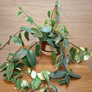 Aeschynanthus Lobbianus Variegata č2