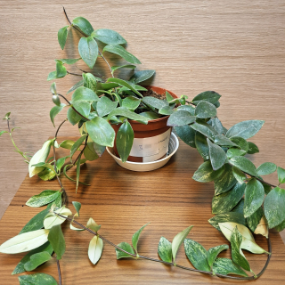Aeschynanthus Lobbianus Variegata č3
