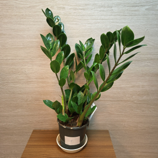 Zamioculcas Zamiifolia Lima č5