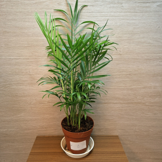 Chamaedorea Elegans "M" č2