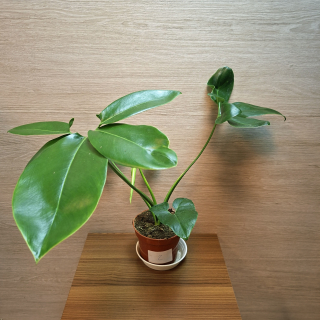 Philodendron Fun Bun č2
