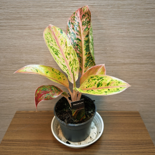 Aglaonema Pink