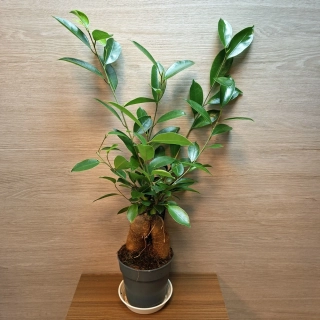 Ficus Microcarpa Ginseng