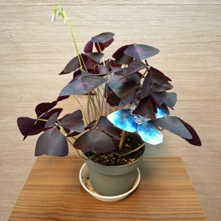 Oxalis Triangularis Papilion