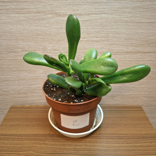 Crassula Ovata Gollum č2