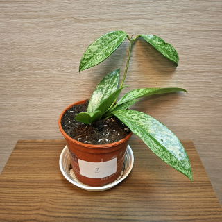 Hoya Pubicalyx Silver Splash č2