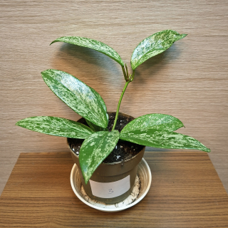 Hoya Pubicalyx Silver Splash č3