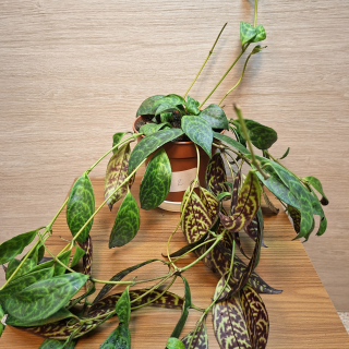 Aeschynanthus Marmoratus č2