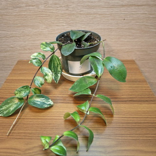 Aeschynanthus Lobbianus Variegata "S" č3