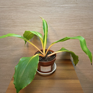 Chlorophytum Orchidastrum Green Orange "S" č1